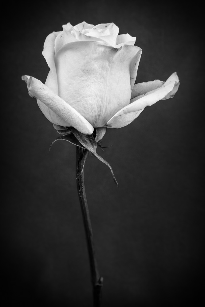 white rose