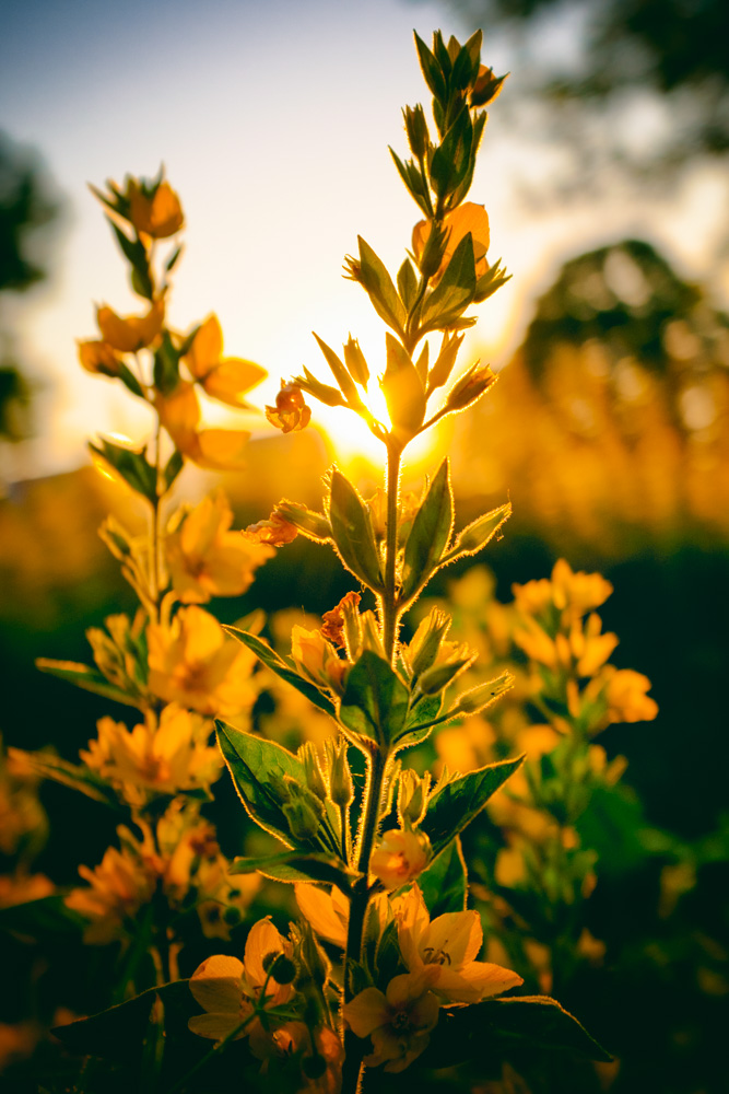 sunset & flower