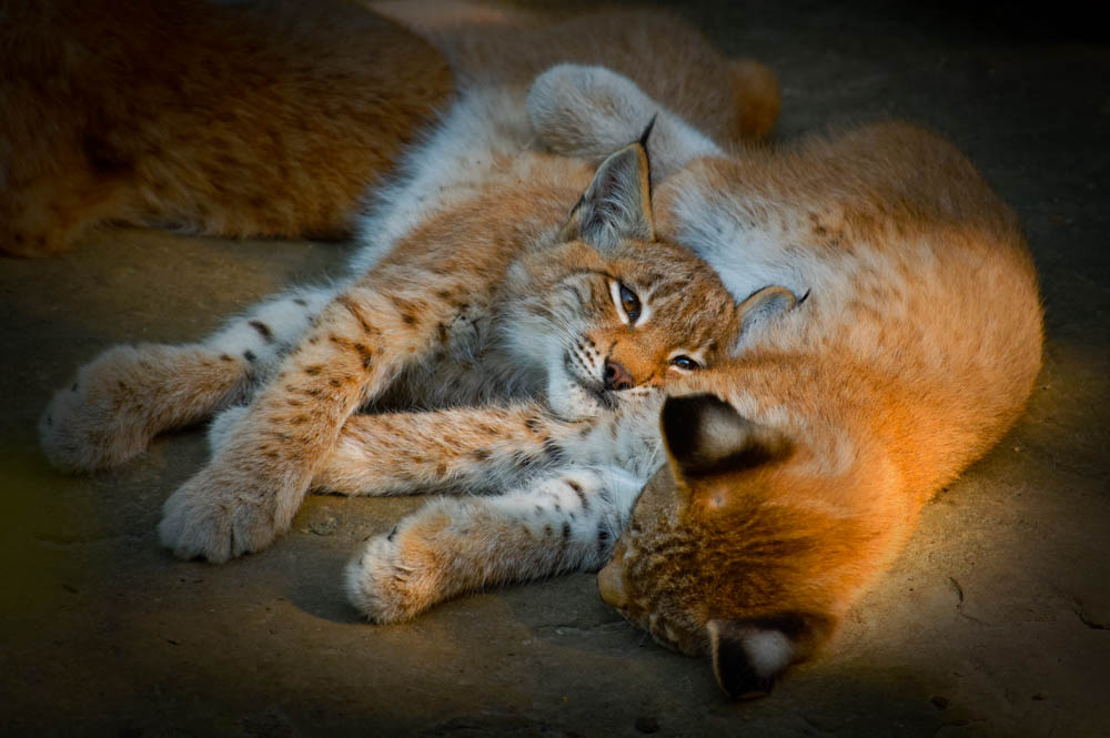 lynx kitten