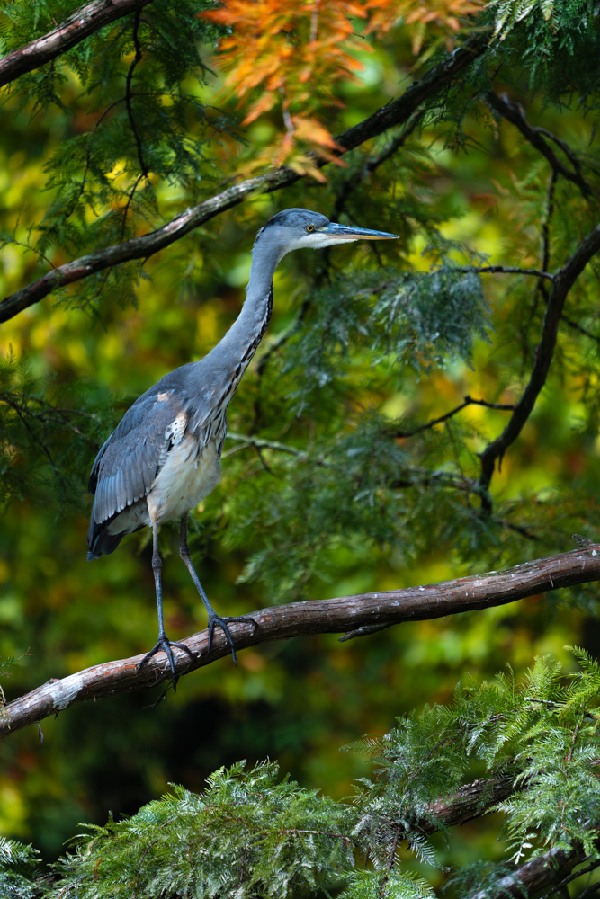 Female gray heron (Ardea cinerea) in a tree.