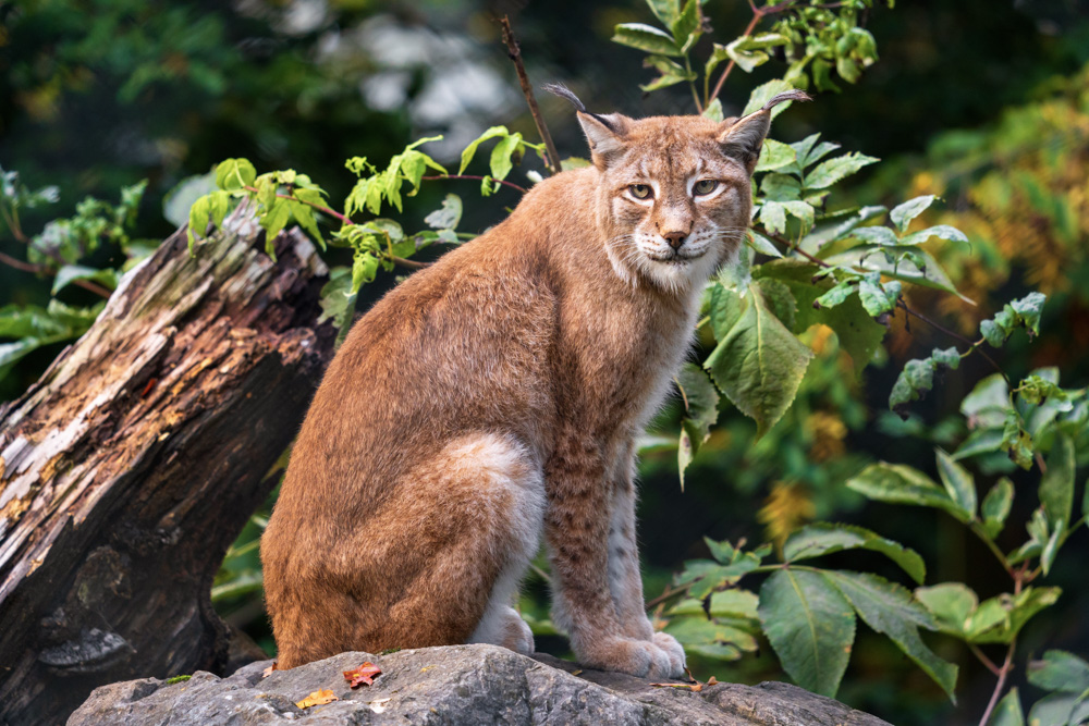 Eurasian lynx at Tierpark Olderdissen (Bielefeld, Germany)