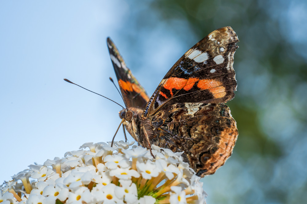 Butterfly - Red admiral (Vanessa atalanta)