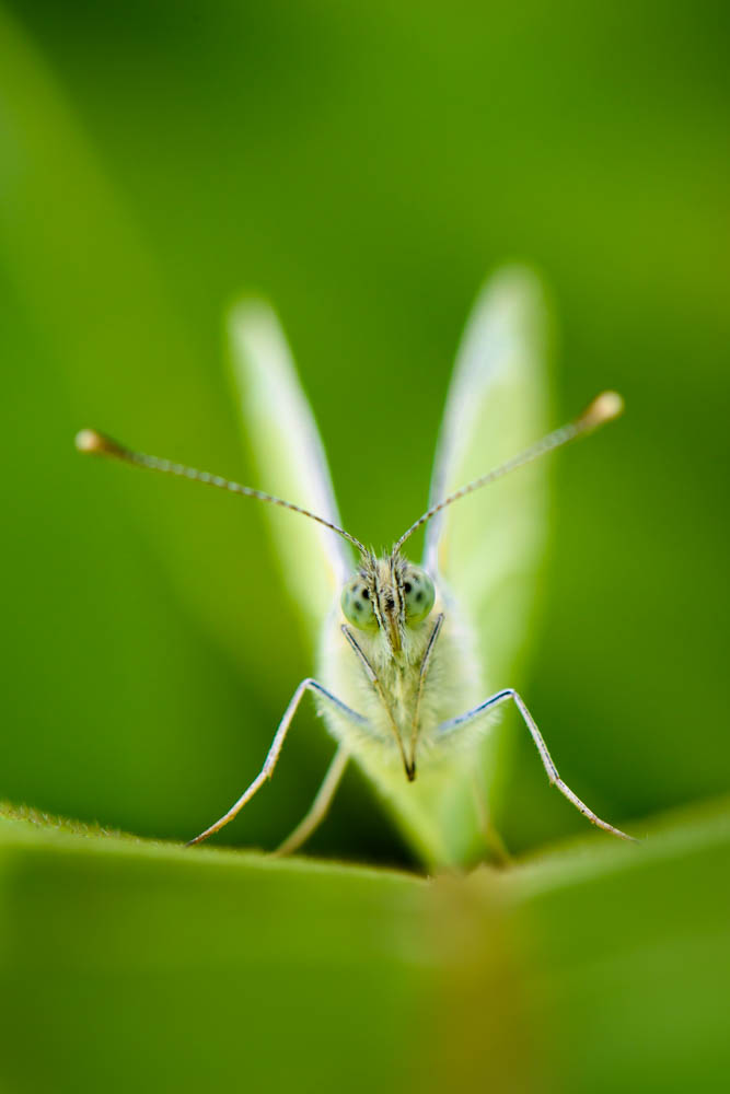 white butterfly