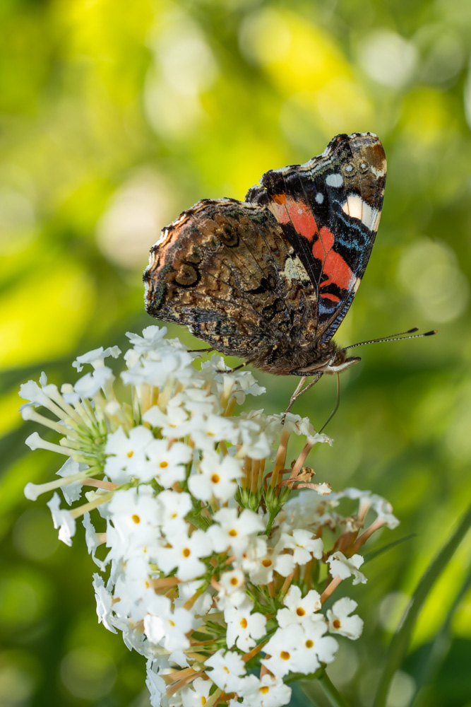 Butterfly - Red admiral (Vanessa atalanta)