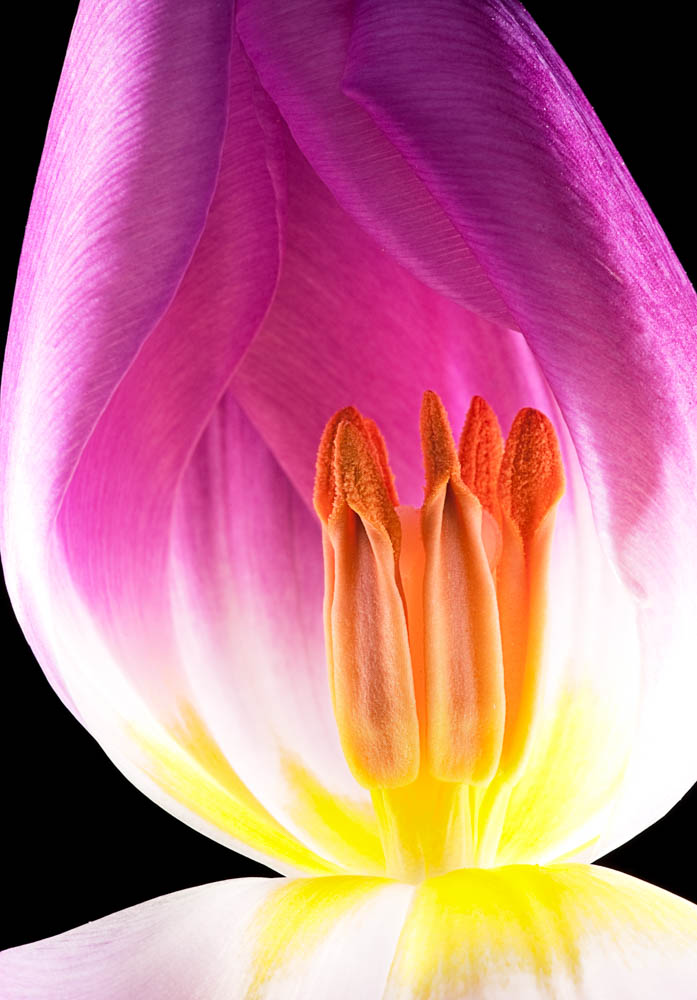 glowing tulip