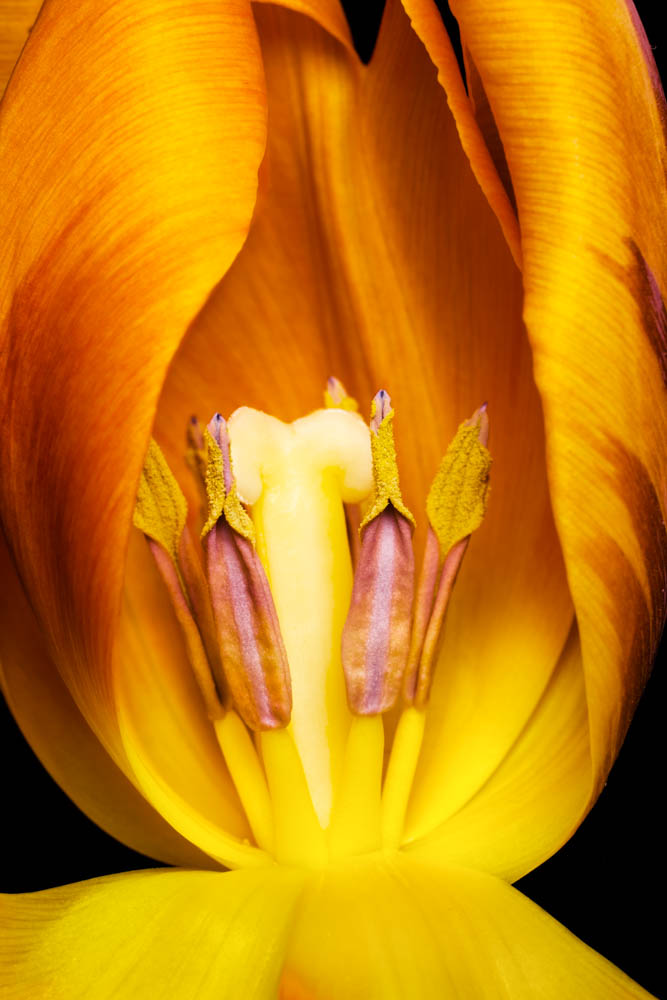 close up of a yellow tulip