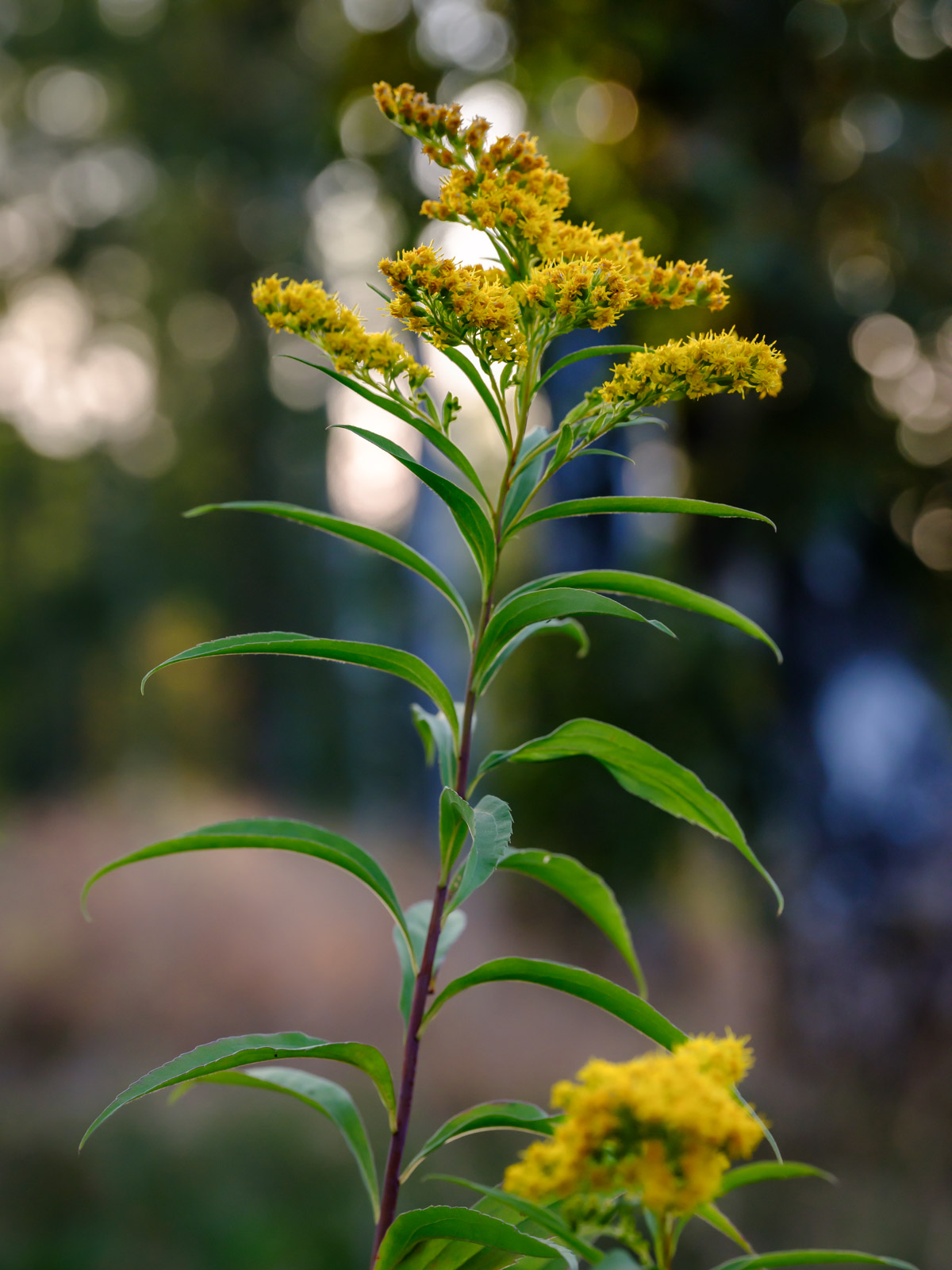 Canadian goldenrod (Solidago canadensis) at 'Wistinghauser Senne' in September 2020 (Oerlinghausen, Germany).