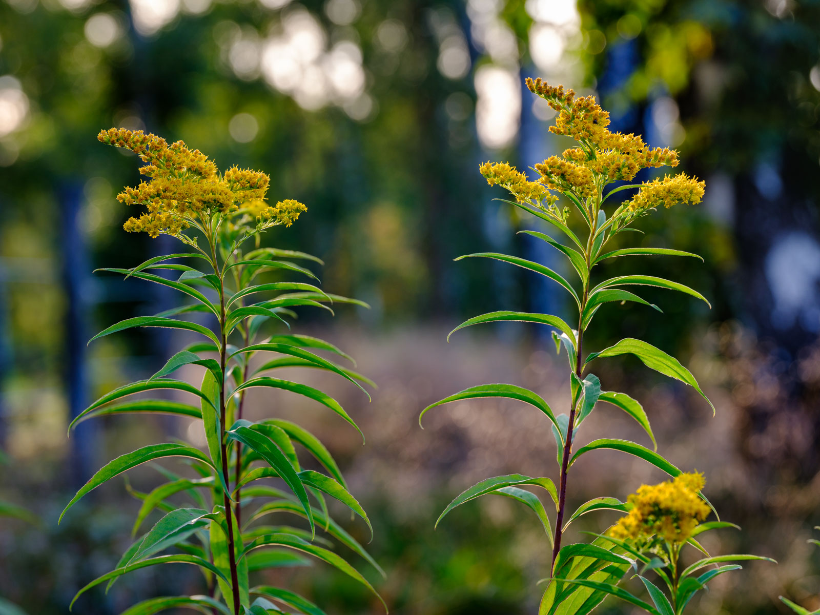 Canadian goldenrod (Solidago canadensis) at 'Wistinghauser Senne' in September 2020 (Oerlinghausen, Germany).