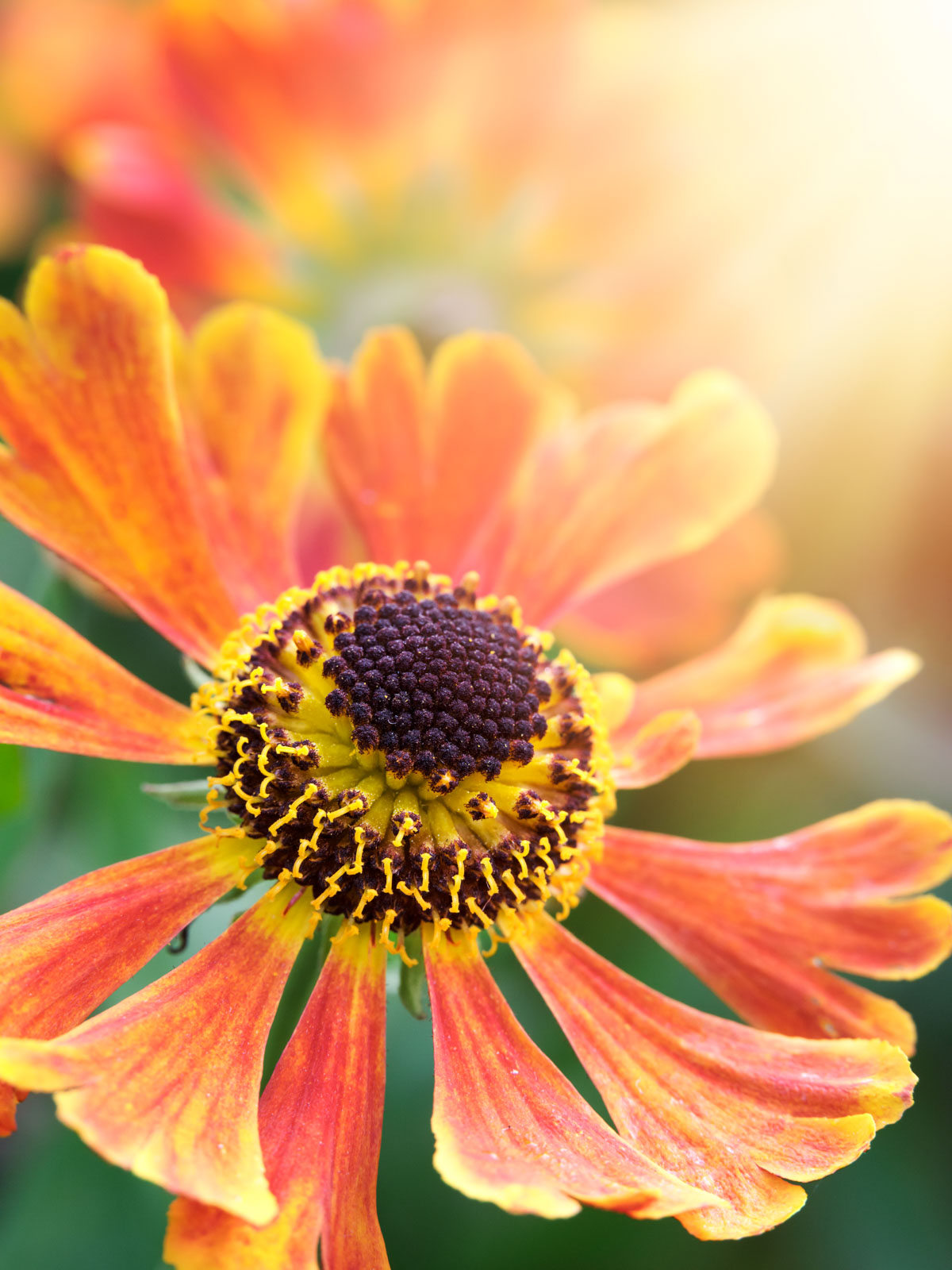 Sneezeweed (Helenium) in the Botanical Garden Bielefeld (Germany).