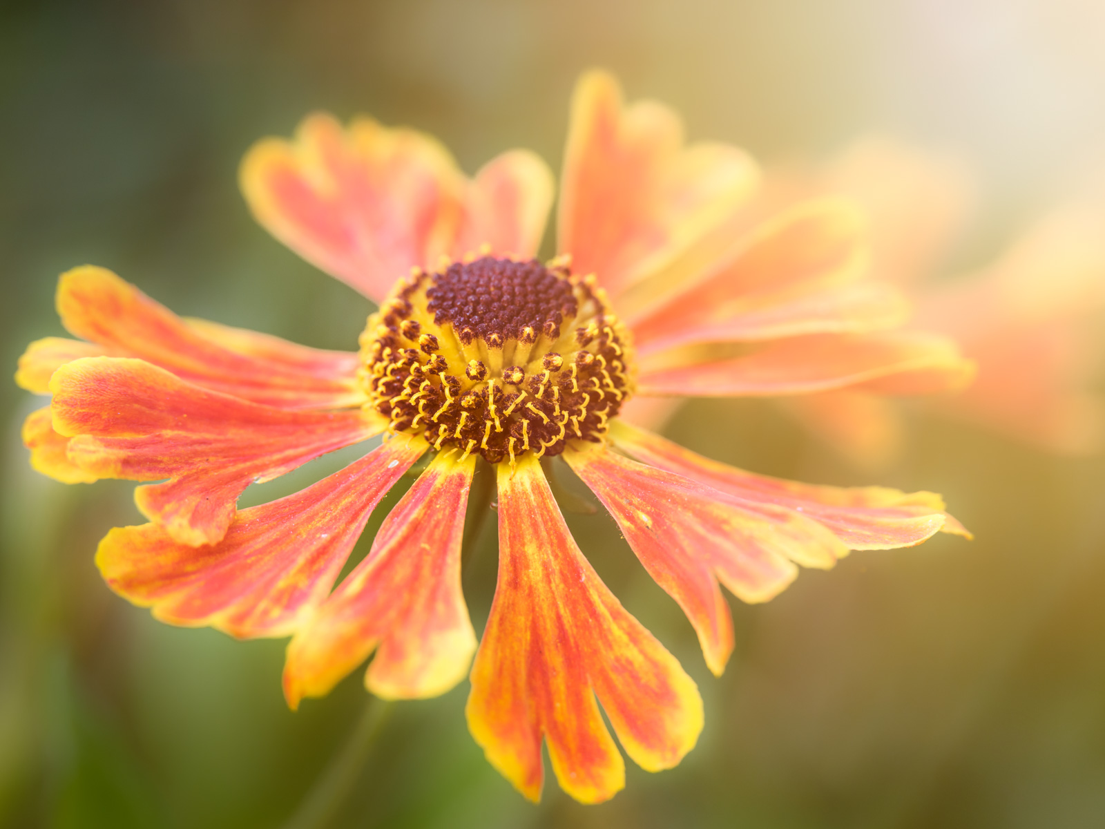 Sneezeweed (Helenium) in the Botanical Garden Bielefeld (Germany).