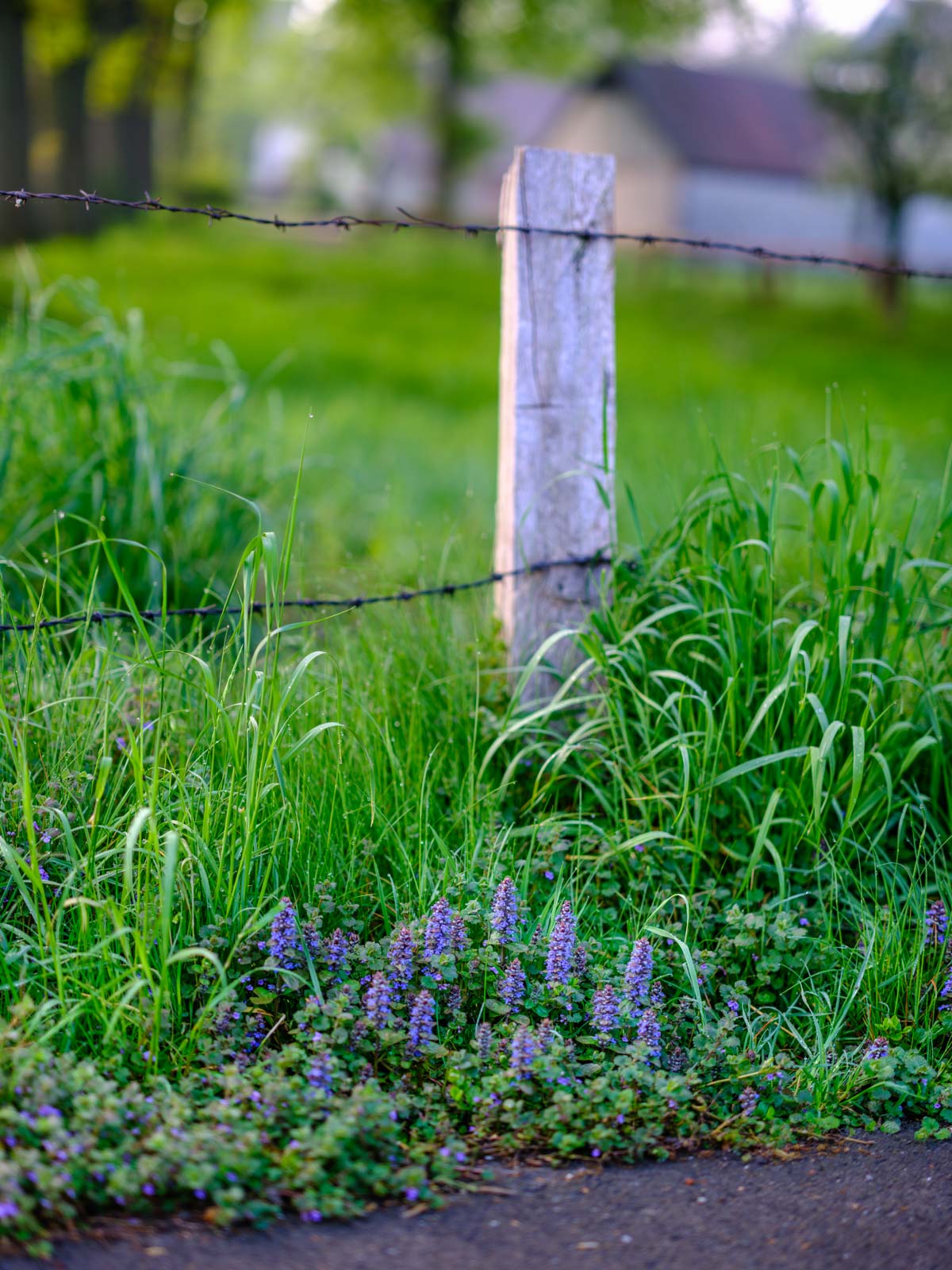 Common bugle (Ajuga reptans) on a fence in Bielefeld-Sieker in May 2021 (Germany).