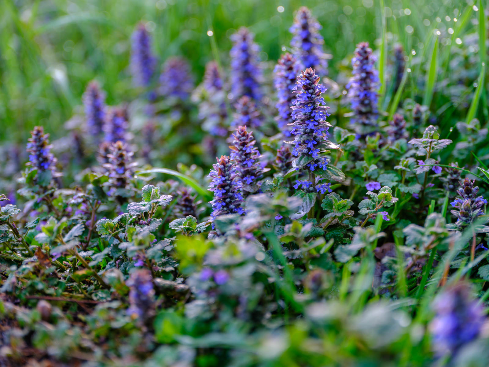 Common bugle (Ajuga reptans) on a fence in Bielefeld-Sieker in May 2021 (Germany).