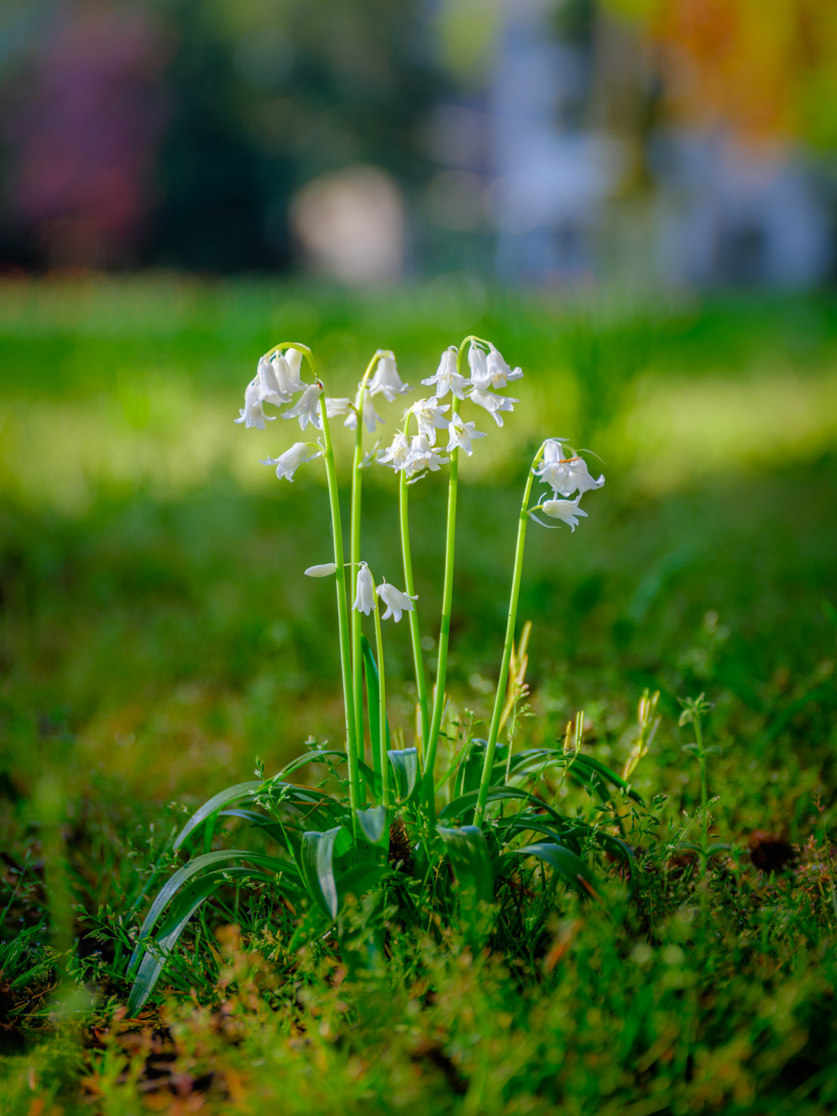 Little white flower at the Old Cemetery on an early morning in May 2021 (Bielefeld, Germany).