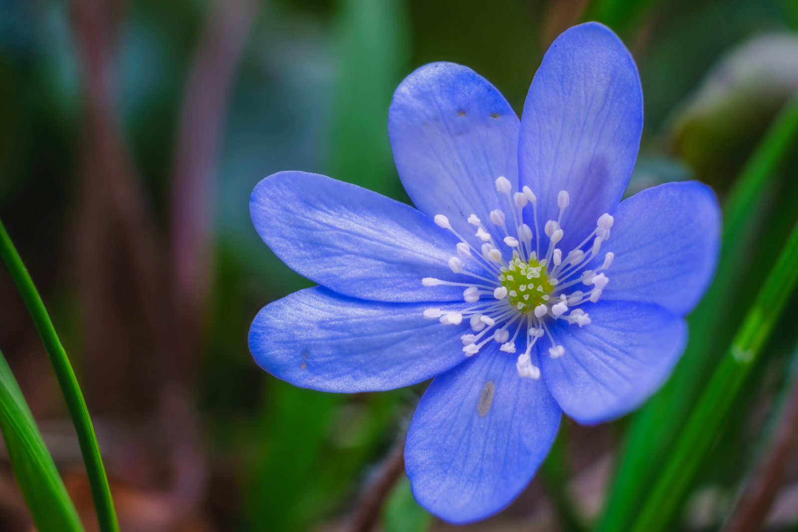 Liverwort (Hepatica nobilis) in the Teutoburg Forest (Bielefeld-Quelle, Germany).