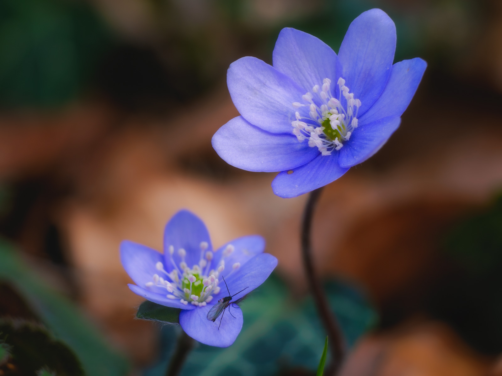 Liverwort blossoms (Hepatica nobilis) in the Teutoburg Forest (Bielefeld-Quelle, Germany)