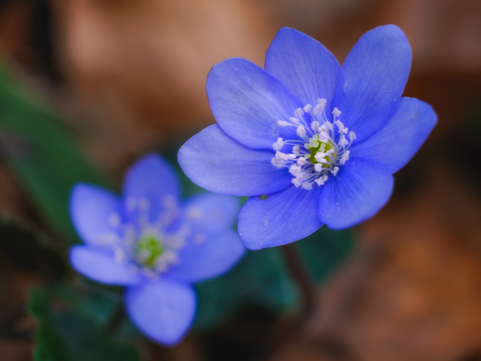 Liverwort blossoms (Hepatica nobilis) in the Teutoburg Forest (Bielefeld-Quelle, Germany).