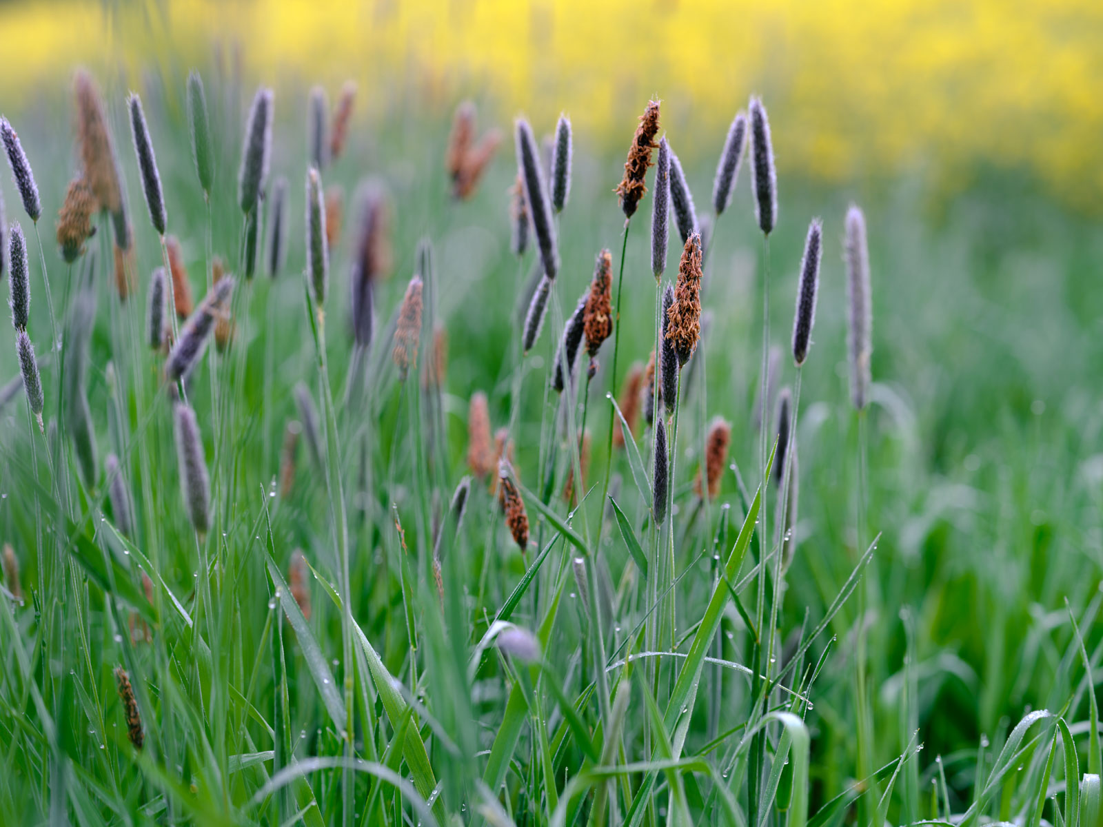 On a meadow in Bielefeld-Sieker in May 2021 (Germany).