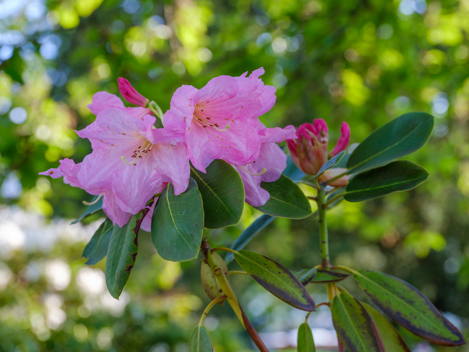 Pink rhododendron at the Old Cemetery on an early morning in May 2021 (Bielefeld, Germany).