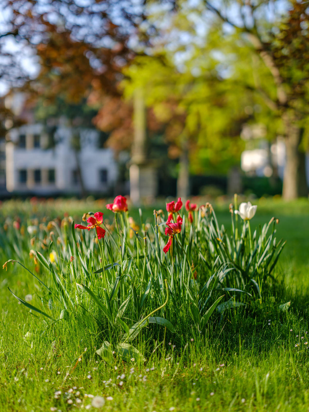 Tulips at the Old Cemetery on an early morning in May 2021 (Bielefeld, Germany).