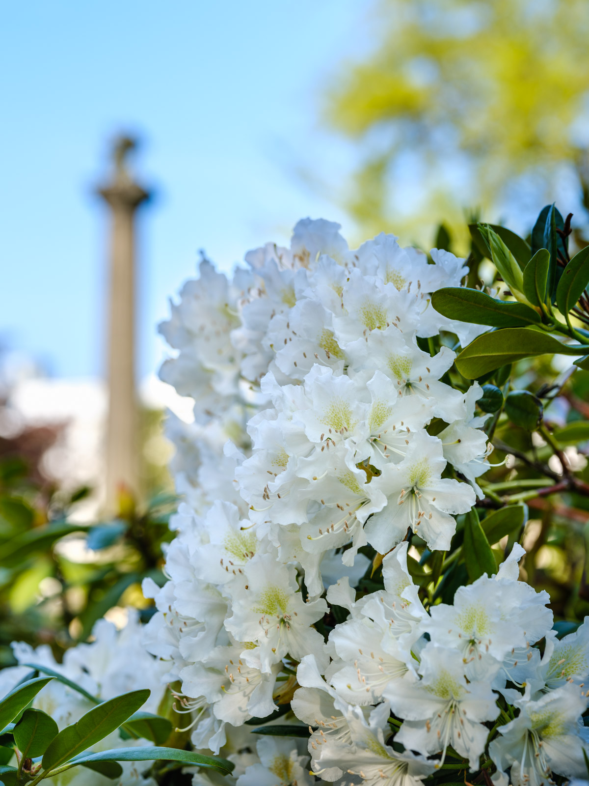 White rhododendron at the Old Cemetery on an early morning in May 2021 (Bielefeld, Germany).