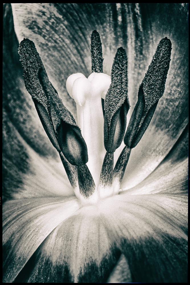 monochrome tulip