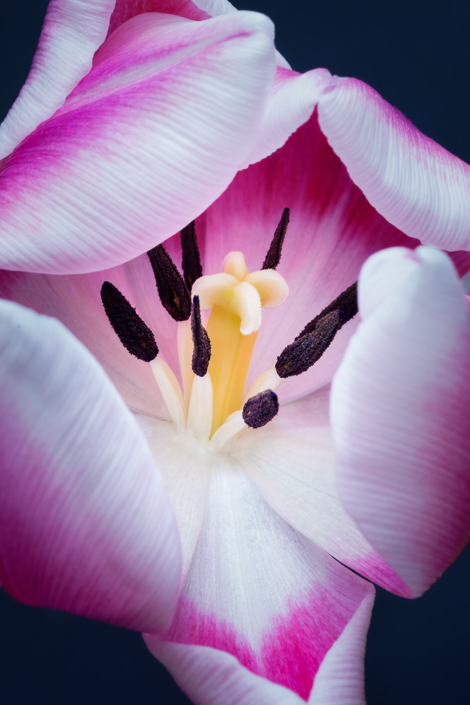 tulip close-up