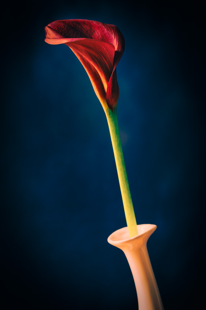 red flower in a vase