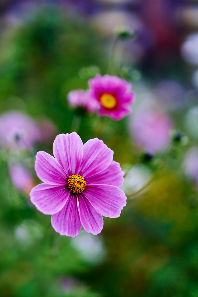 pink flower