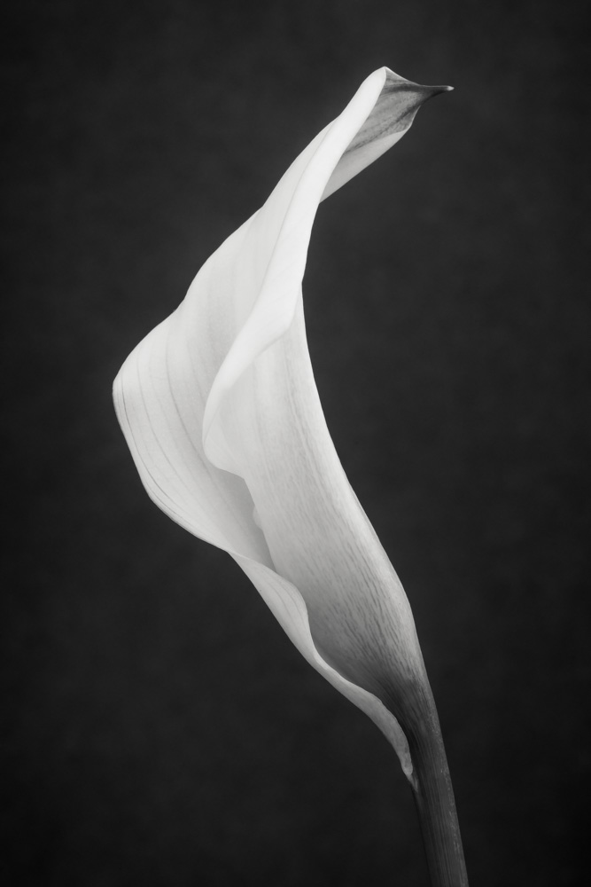 calla blossom - floral princess