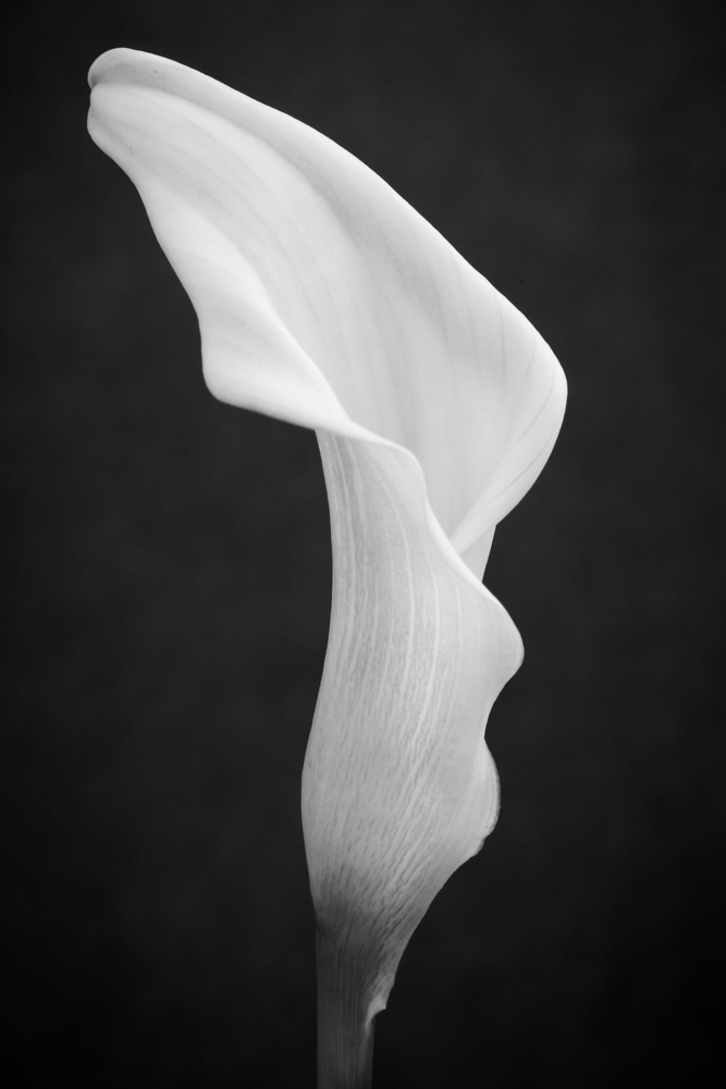 calla blossom - floral princess