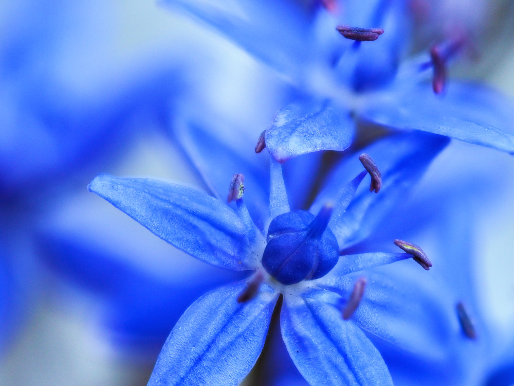 scilla bifolca - blue early flower