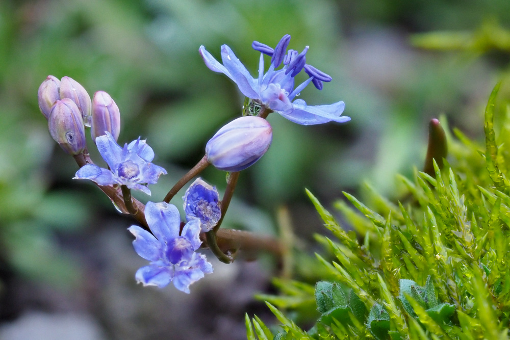 scilla bifolia - blue early flower 