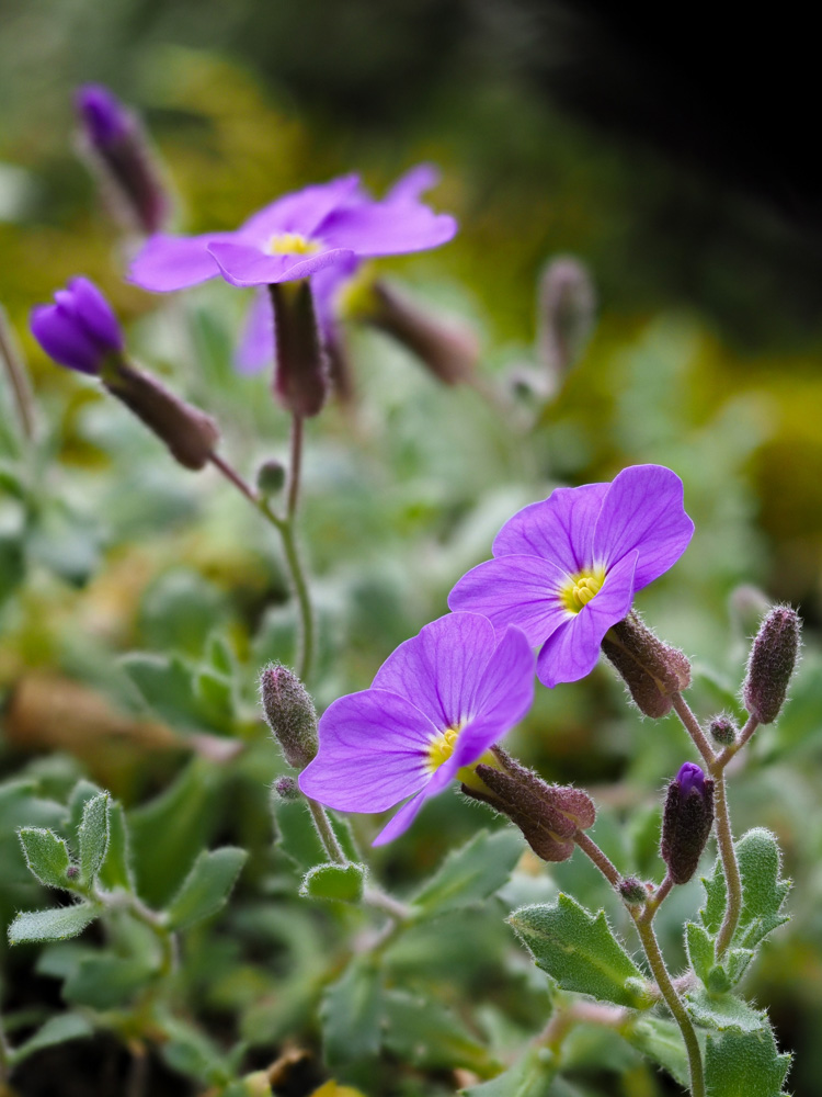 Blossom of an Aubretia flower (Aubrieta)