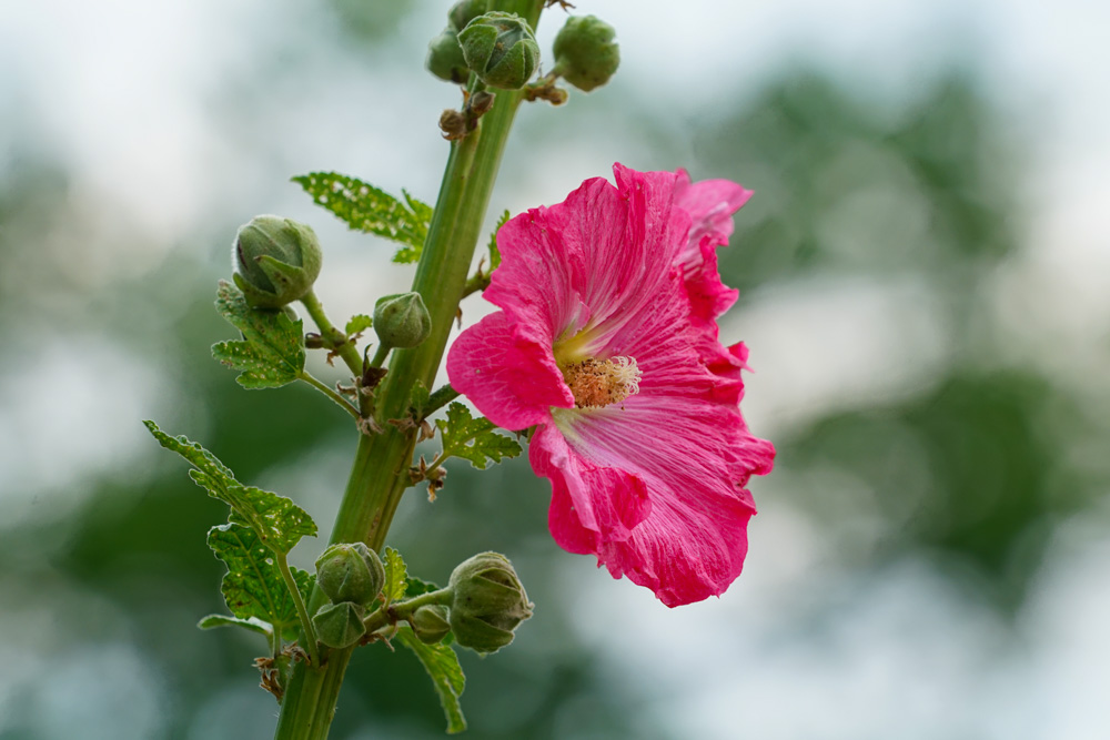 Common hollyhock (alcea rosea).