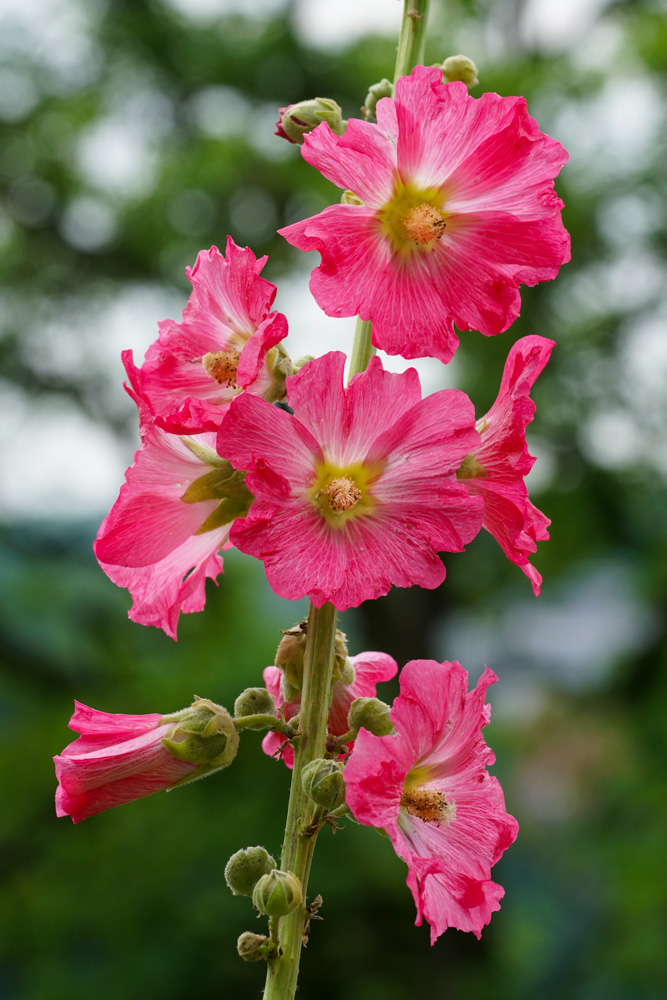 Common hollyhock (alcea rosea).