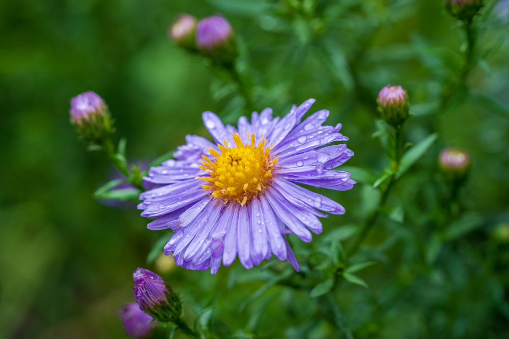 Asters in the rain - Botanical Garden Bielefeld