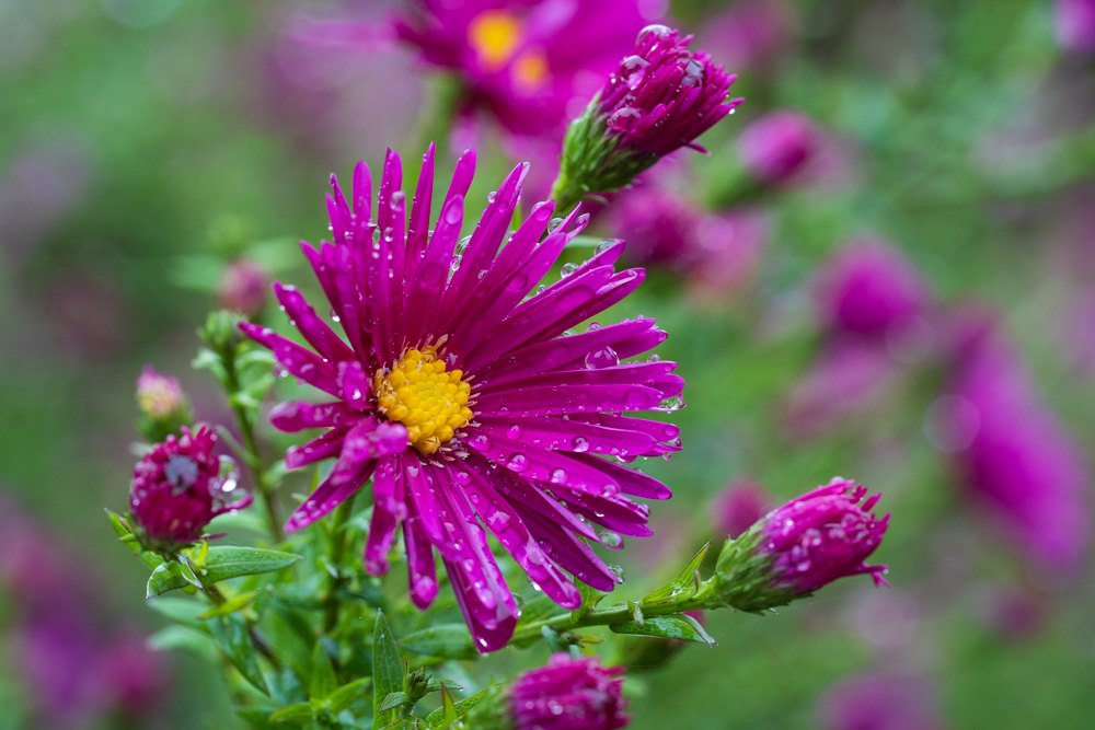 Asters in the rain - Botanical Garde Bielefeld