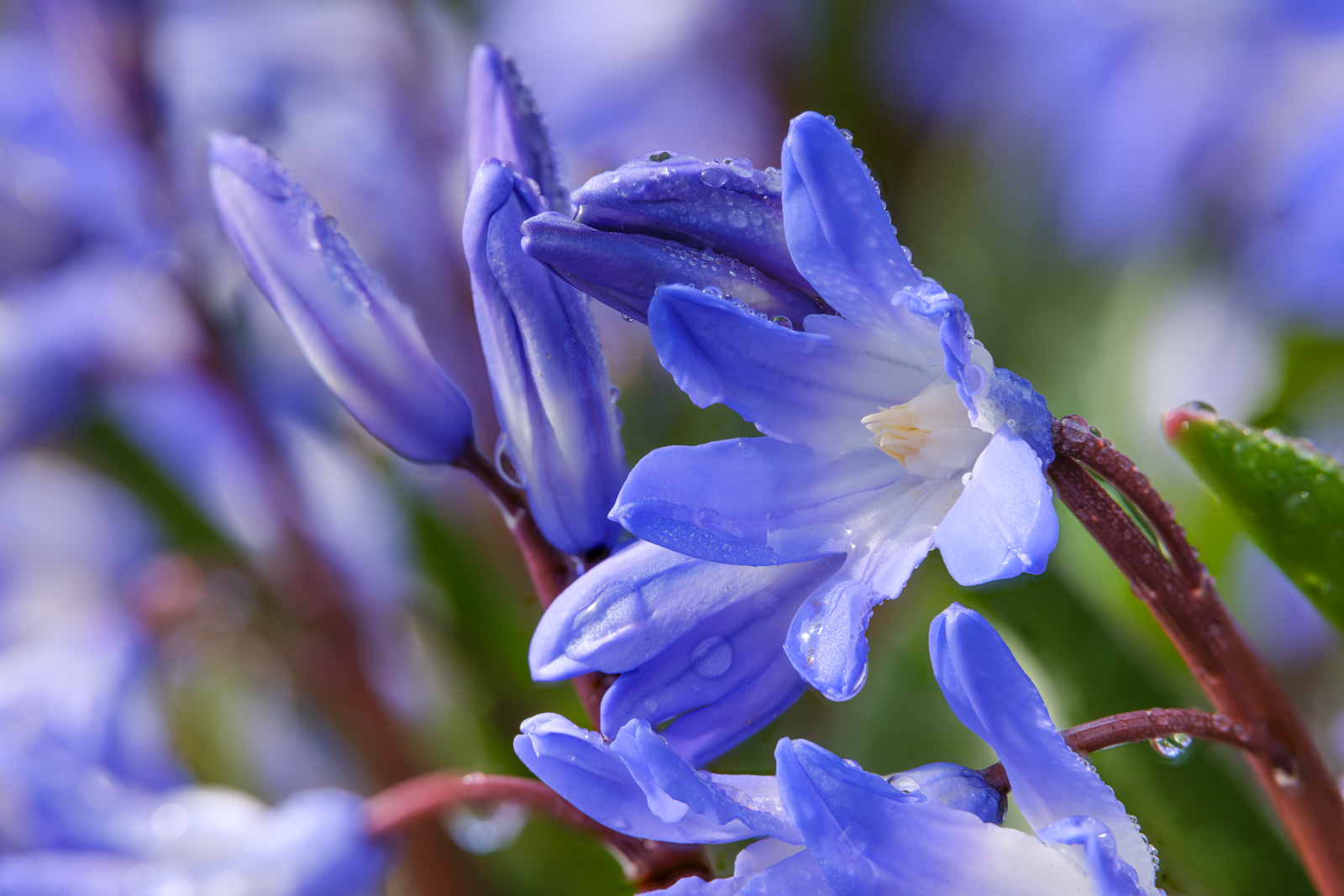 Little blue star known as Glory-of-the-sun (Chionodoxa).