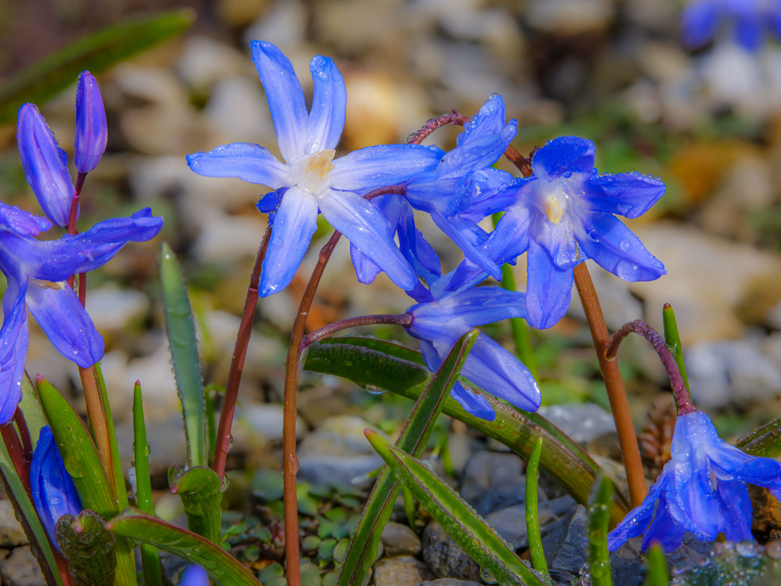 Little blue star known as Glory-of-the-sun (Chionodoxa).