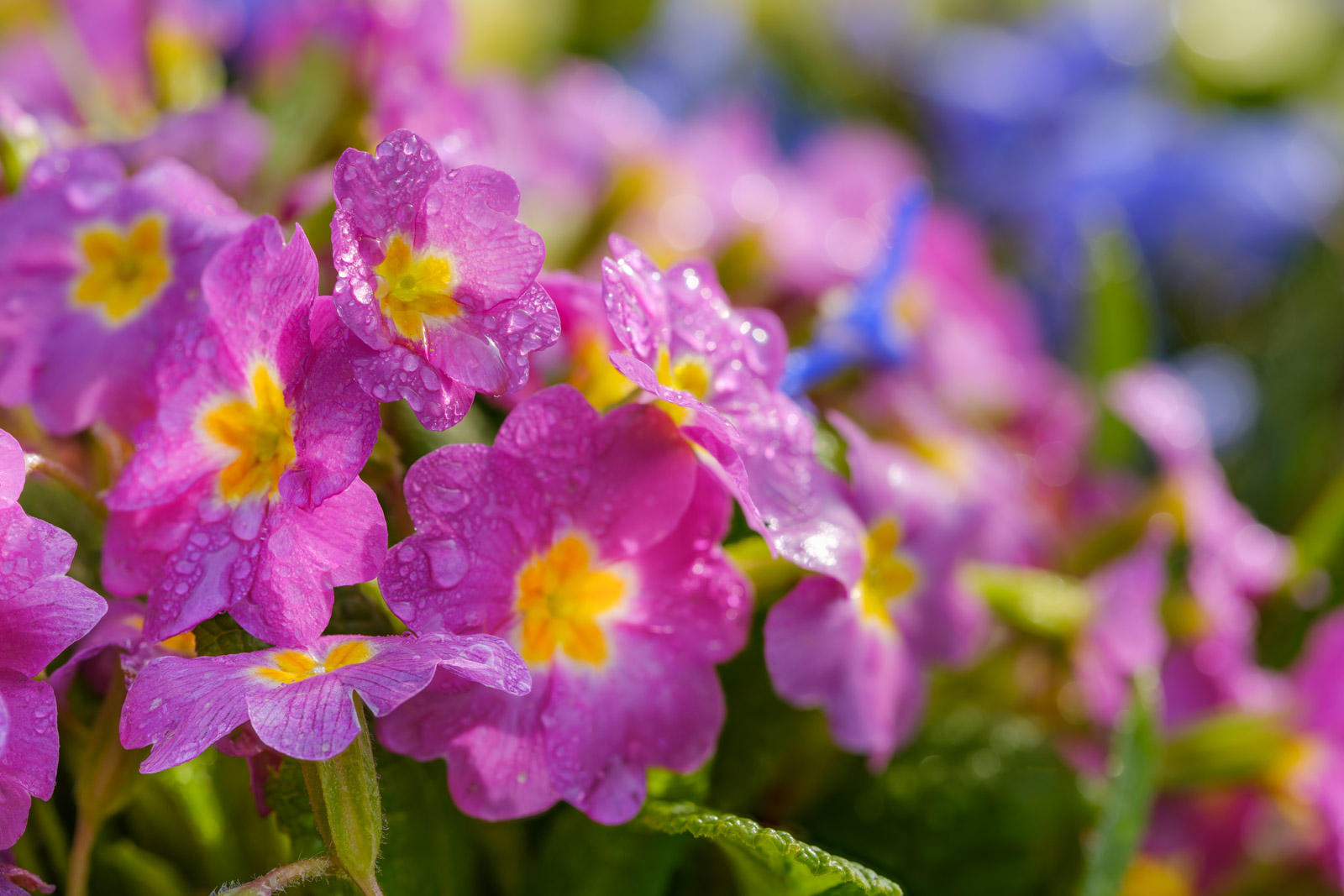 Pink primrose with morning dew (Primula).