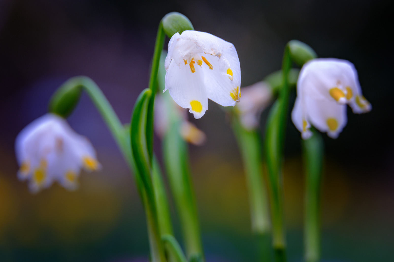 Spring snowflake (Leucojum vernum).