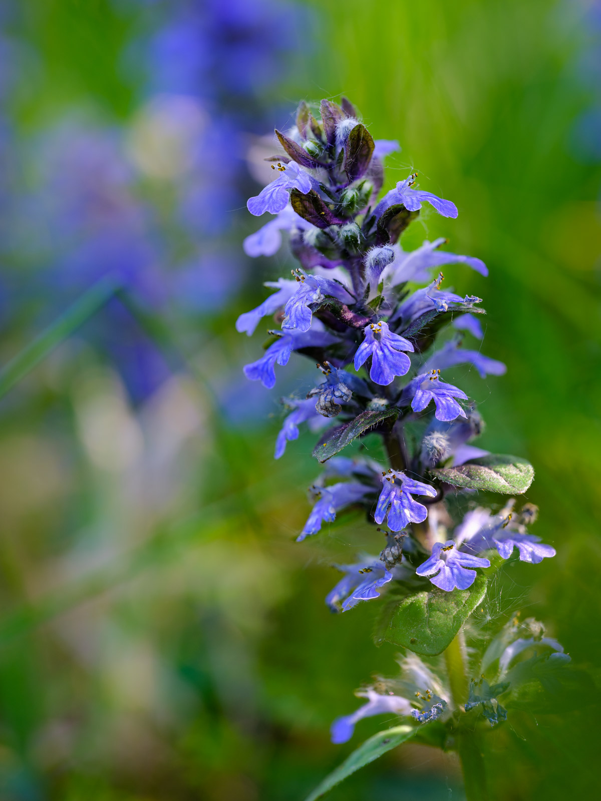 Common bugle (Ajuga reptans) at 'Galgenheide' (Bielefeld, Germany).