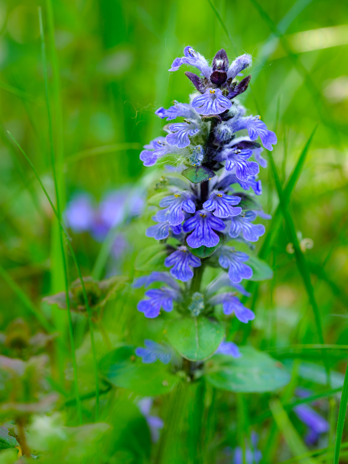 Common bugle (Ajuga reptans) at 'Galgenheide' (Bielefeld, Germany).