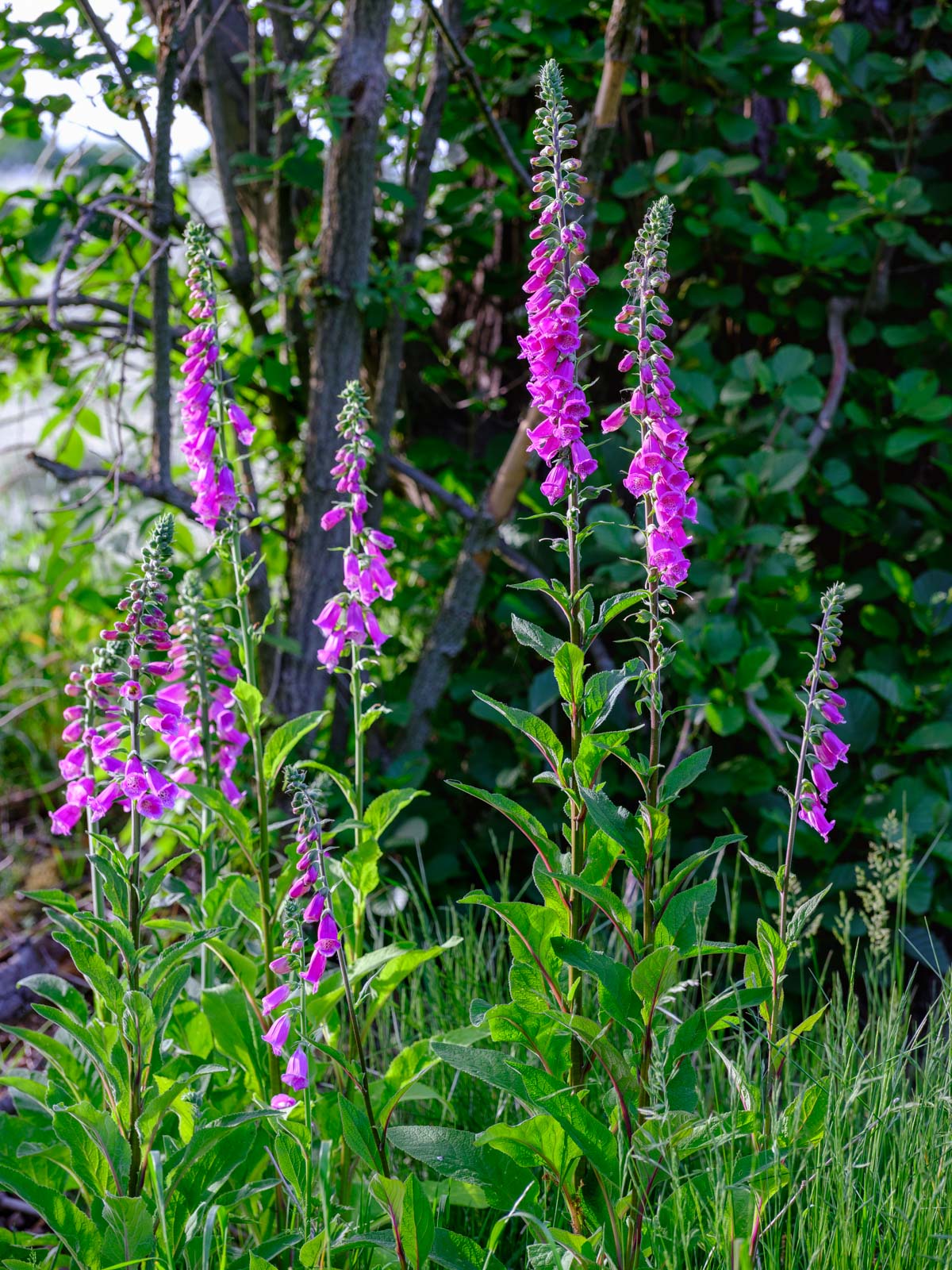 Common foxglove (Digitalis purpurea) in the fields near Bielefeld-Theesen (Germany).