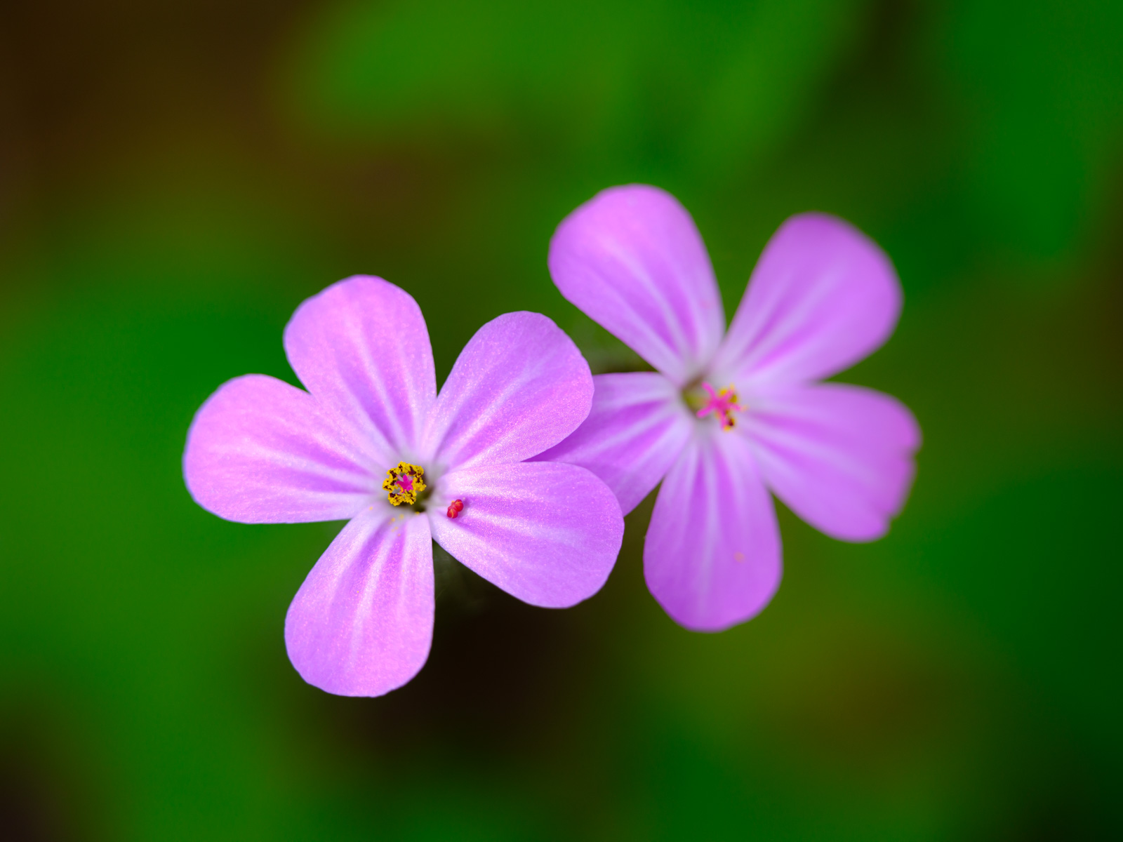 Herb-Robert (Geranium robertianum) at 'Galgenheide' (Bielefeld, Germany).