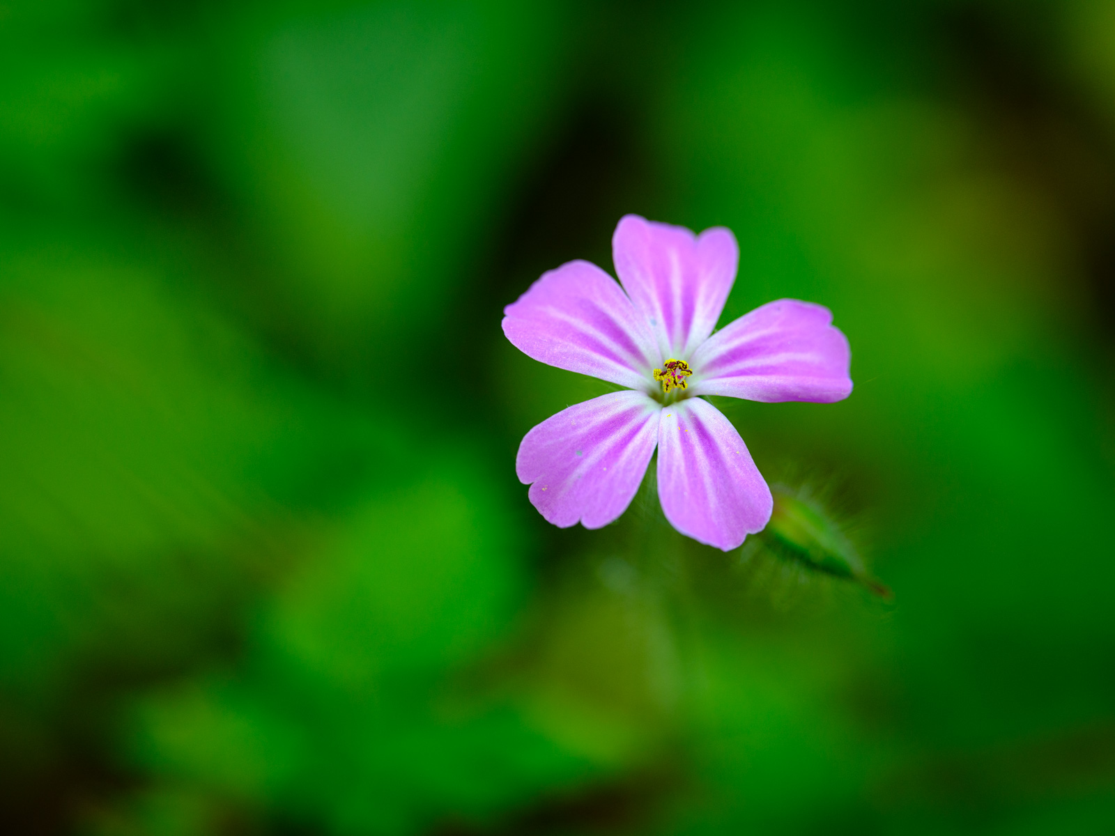 Herb-Robert (Geranium robertianum) at 'Galgenheide' (Bielefeld, Germany).