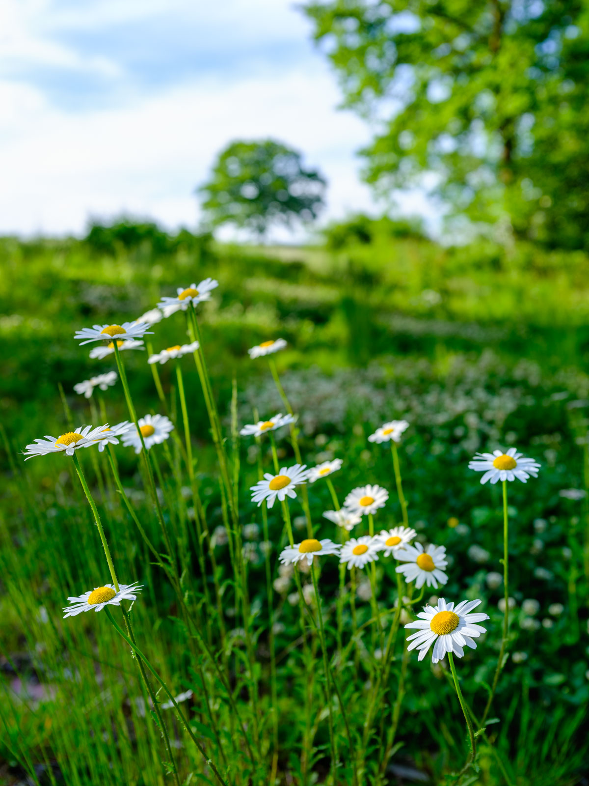 Ox-eye daisies (Leucanthemum vulgare) in a field near Bielefeld-Theesen (Germany).