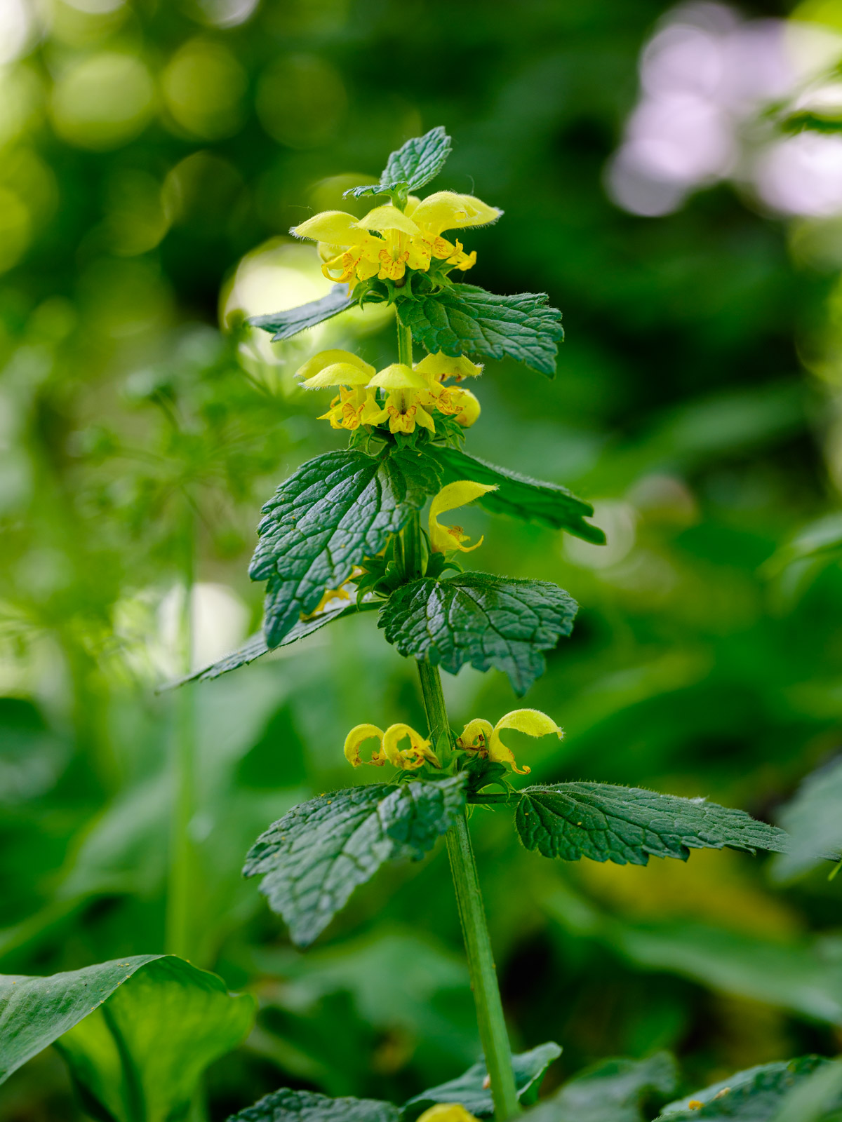 Yellow archangel (Lamium galeobdolon) in the Teutoburg Forest (Bielefeld, Germany).