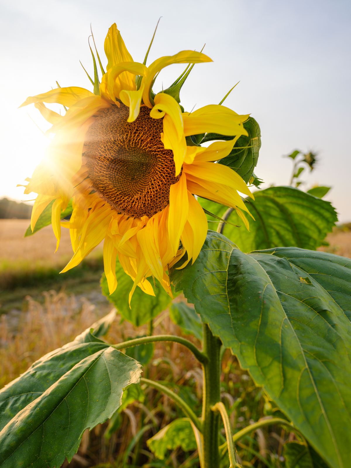 Sunflower in a field near the 'Meyerwald' on an evening in August 2020 (Bielefeld, Germany).