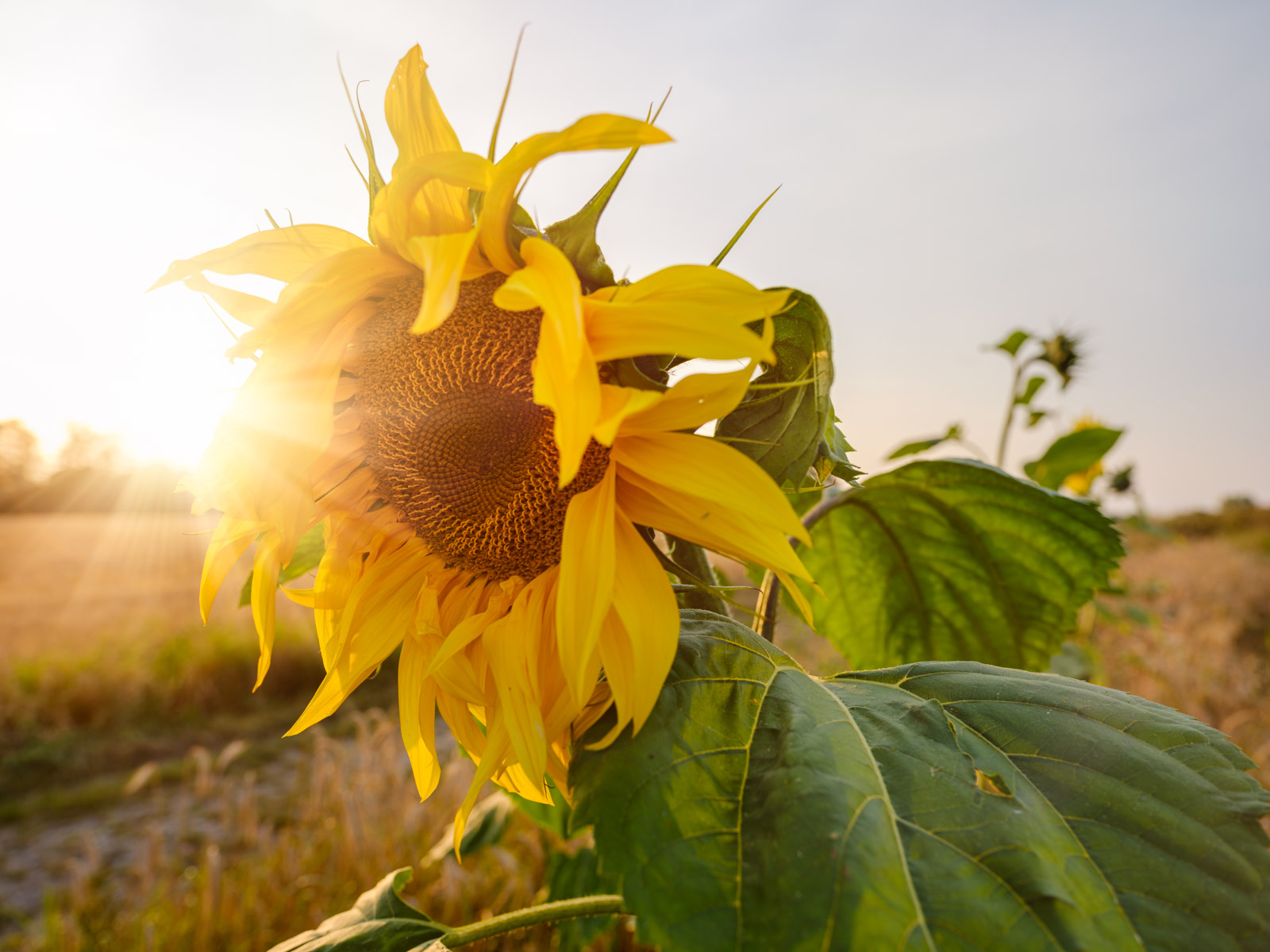 Sunflower in a field near the 'Meyerwald' on an evening in August 2020 (Bielefeld, Germany).